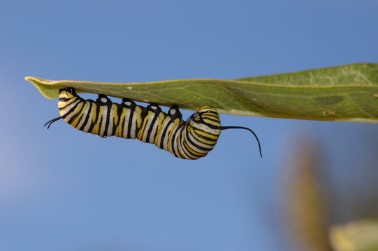 Danaus plexippus