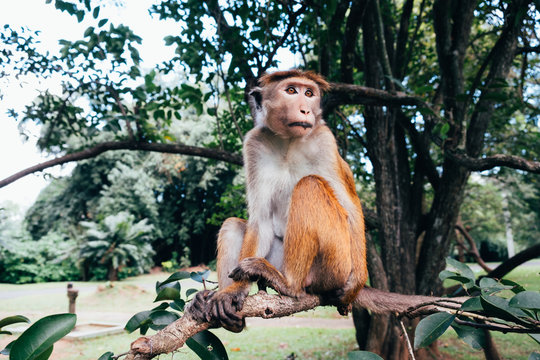 Monkey sitting on a tree