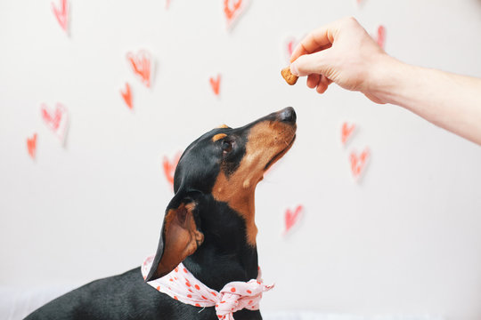 Dog posing in front of a white wall