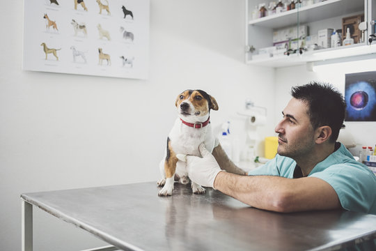 Veterinarian Examining A Dog