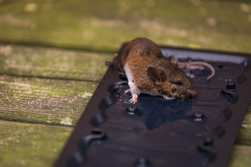 Mouse Trapped 
