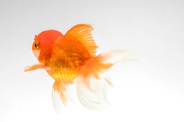 Goldfish isolate on a white background