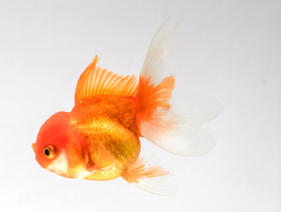 Goldfish isolate on a white background