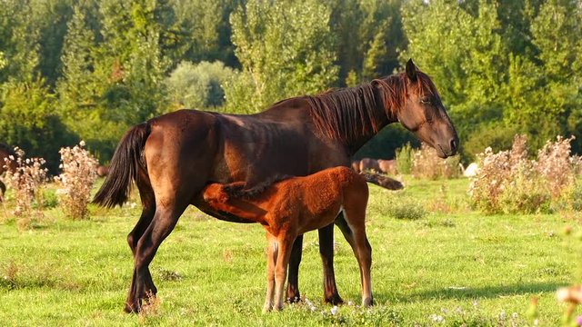 Mare and foal on pasture in summer sunset.