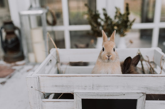 baby bunnies