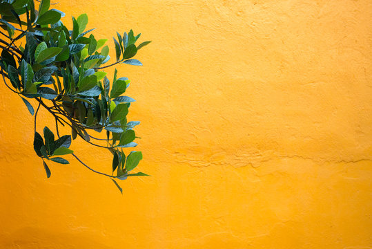 jackfruit tree branch against a bright yellow orange colored wall