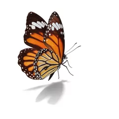 Papier Peint photo Lavable Papillon Beautiful monarch butterfly