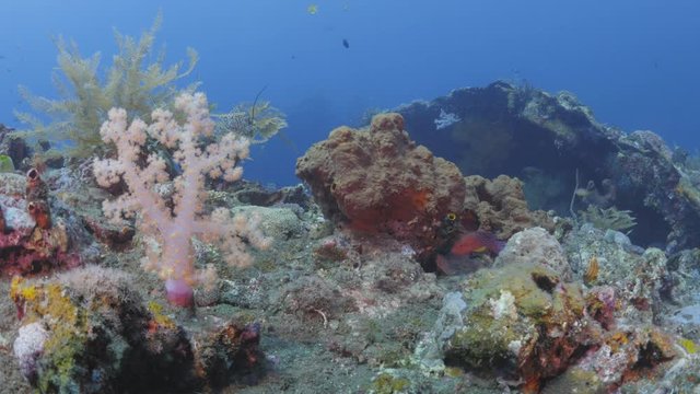 Coral reef near Tulamben wreck, Bali, Indonesia Lock shot, No camera movement