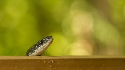Head of Black Snake on house deck