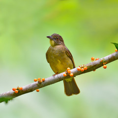 Finsch Bulbul Bird