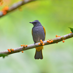 Grey-bellied Bulbul Bird