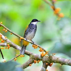 Scaly-breasted Bulbul Bird