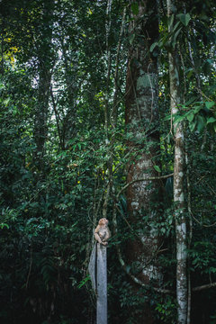 Monkey on traffic pole.