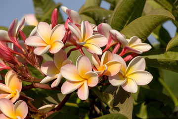 Plumeria rubra, also called Suche, franchipán, frangipani or cacalosúchil.