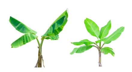 Two banana trees isolated on white background. File contains a clipping path