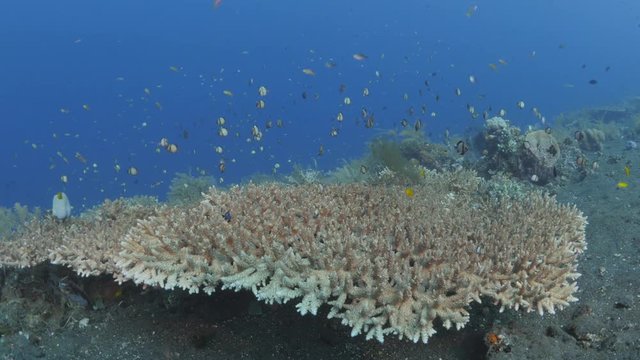 Table Coral with Schools of Fish near Tulamben wreck, Bali, Indonesia Lock shot, No camera movement