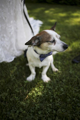 Wedding Photography: Brown and White Terrier wearing a Blue Bow Tie