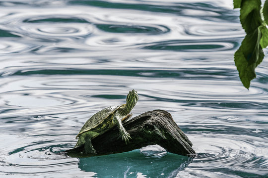 Red Eared Slider Turtle