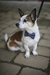 Naklejka na ściany i meble Wedding Photography: Brown and White Dog Wearing a Blue Bow Tie