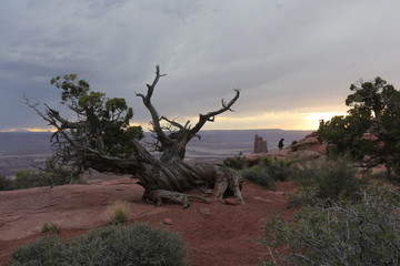Grand canyon and old dry tree