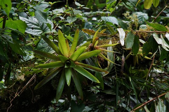 Dense tropical rainforest vegetation detail up close