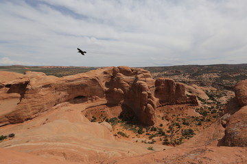 Eagle in Grand canyon