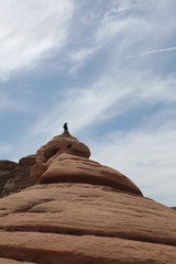 Eagle standing on the rock in Grand canyon