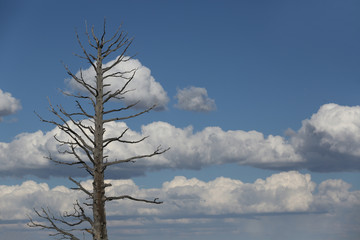 Fototapeta na wymiar Tall dead tree in Arizona on blue sky background
