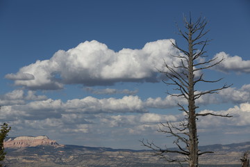 Tall dry tree in Arizona on blue sky background