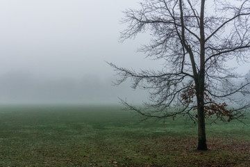 Lonely tree on a green field in the fog early morning autumn winter time.