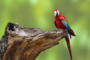 Colorful macaw sitting on broken tree.