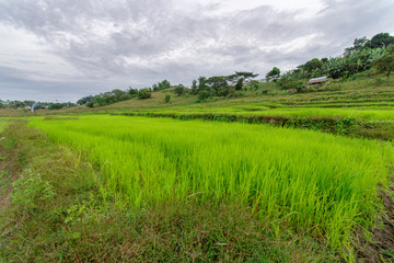 rice farm at Capas , Philippines