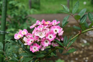 ピンクのバラの花 モーツァルト