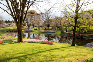 Obraz premium Tulip garden at Showa Kinen Koen(Showa Memorial Park),Tachikawa,Tokyo,Japan in spring.