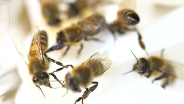 Bees Process Nectar Into Honey