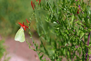Phoebis sennae Schwefelfalter an an einer roten Blüte