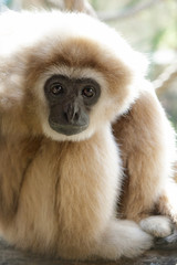 Adult male lar gibbon ape, Hylobates lar, is sitting with his legs pulled up and his head rested on his knees, in a pensive or sad pose. A monkey has black snout and brown hair.