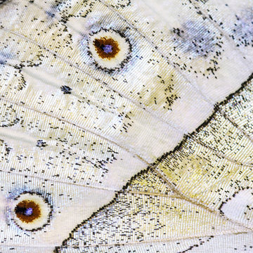 A grey marble fragment of an underside of a wing of the forest, or common, mother-of-pearl butterfly, Salamis parhassus, with two round eye-like spots. Butterfly wing is divided into cells with veins