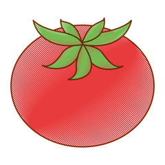 fresh tomato isolated icon vector illustration design