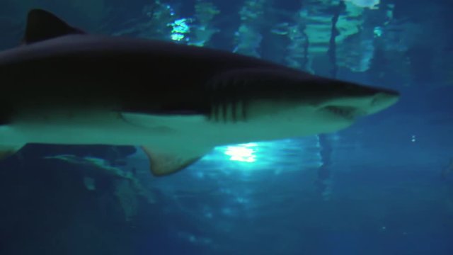 Sand tiger shark (Carcharias taurus) footage video