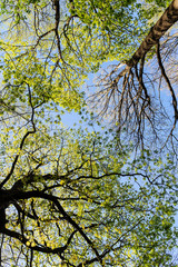 deciduous trees in the spring