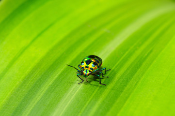 insect on leaf