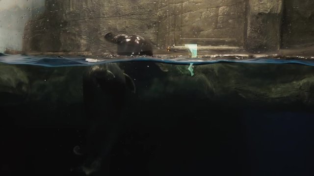 Baikal seal, Lake Baikal seal or nerpa (Pusa sibirica) footage video