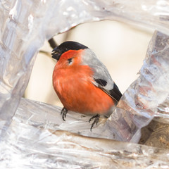 Red-colored Male of Eurasian Bullfinch Pyrrhula pyrrhula close-up portrait at bird feeder, selective focus, shallow DOF