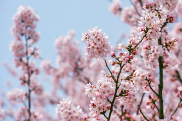 Cherry blossom in spring. spring season background, Sakura season in korea. Soft focus
