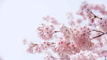 Cherry blossom in spring. spring season background, Sakura season in korea. Soft focus