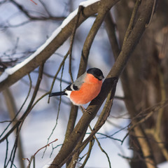 Red-colored Male of Eurasian Bullfinch, Pyrrhula pyrrhula, close-up portrait on branch with bokeh background, selective focus, shallow DOF