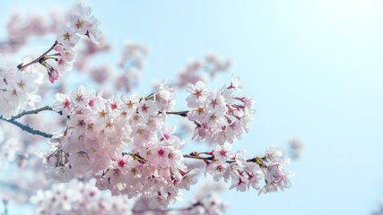 Cherry blossom in spring. spring season background, Sakura season in korea. Soft focus