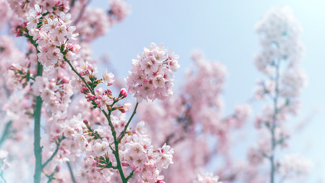 Cherry blossom in spring. spring season background, Sakura season in korea. Soft focus