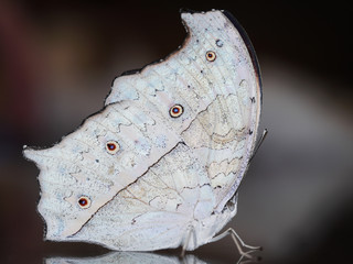 The forest, or common, mother-of-pearl butterfly, Salamis parhassus. The light grey butterfly with wings closed on blurred dark background. White on black.